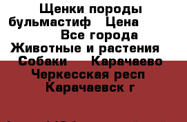 Щенки породы бульмастиф › Цена ­ 25 000 - Все города Животные и растения » Собаки   . Карачаево-Черкесская респ.,Карачаевск г.